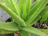 Light Green Aloe Cameron Seeds Germinating in Soil