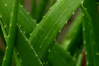 Mature Green Aloe Cameron Plant with Rosette Leaves