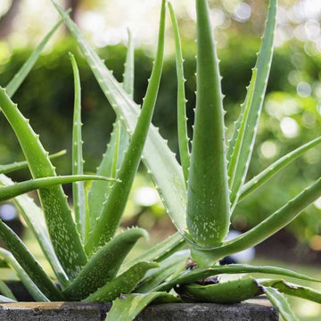 Green Aloe Vera for Planting Garden Favorite Heirloom & GMO Free Seeds for Home Garden 
 
 Sale