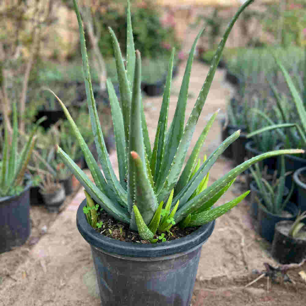 Light Green Aloe Vera Flower seeds for Planting - Low Maintenance, Heirloom & GMO Free Seeds for Home Garden