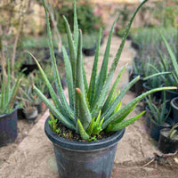 Light Green Aloe Vera Flower seeds for Planting - Low Maintenance, Heirloom & GMO Free Seeds for Home Garden