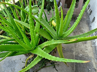 Aloe Vera Flower seeds for Planting - Premium Quality, Heirloom & GMO Free Seeds for Home Garden