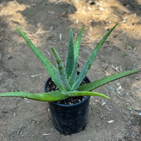 Light Green Aloe Vera Flower seeds for Planting - Low Maintenance, Heirloom & GMO Free Seeds for Home Garden