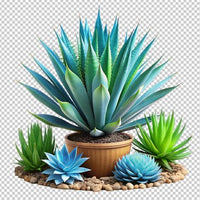 Aloe Vera Seeds Germination Process in Potting Soil