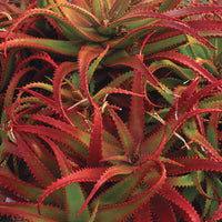 Red Green Aloe Flower seeds for Planting Compact Growth Heirloom & GMO Free Seeds for Home Garden