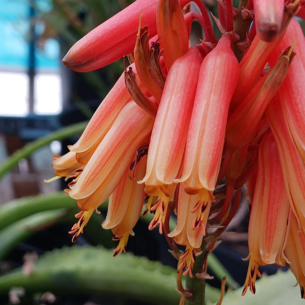 Aloe Flower seeds for Planting - Easy to Grow, Heirloom & GMO Free Seeds for Home Garden