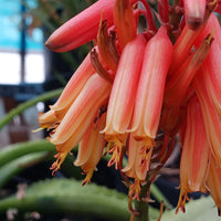 Aloe Flower seeds for Planting - Easy to Grow, Heirloom & GMO Free Seeds for Home Garden