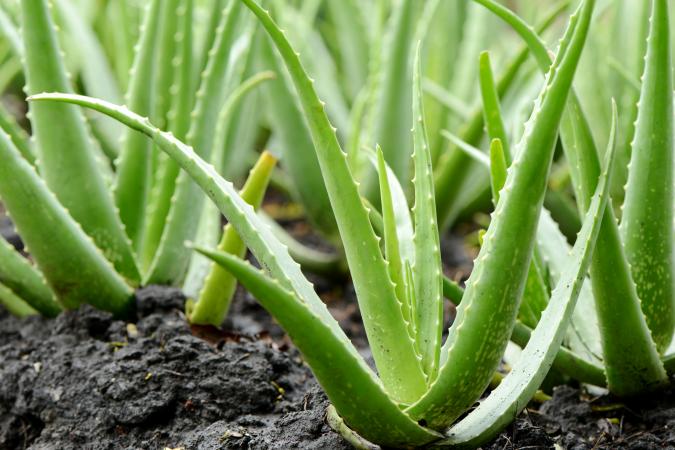 Green Aloe Vera for Planting Garden Favorite Heirloom & GMO Free Seeds for Home Garden 
 
 Sale