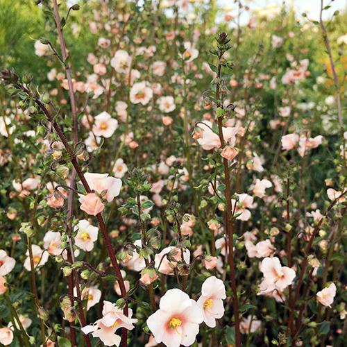 Pink Alonsoa Flower seeds for Planting Vibrant Colors Heirloom & GMO Free Seeds for Home Garden 
 
 Sale