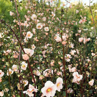 Pink Alonsoa Flower seeds for Planting Vibrant Colors Heirloom & GMO Free Seeds for Home Garden 
 
 Sale