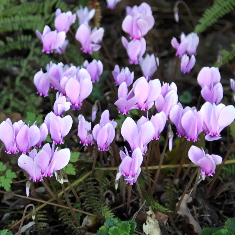 Lavender White Cyclamen Flower seeds for Planting - Wildflower Mix, Heirloom & GMO Free Seeds for Home Garden