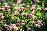 Packet of Alsike Clover pink and white flower legume seeds