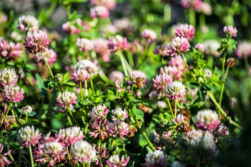 Packet of Alsike Clover pink and white flower legume seeds
