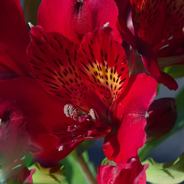 Red Alstroemeria Psittacina Flower Seeds for Planting - Vibrant Annual Blooms