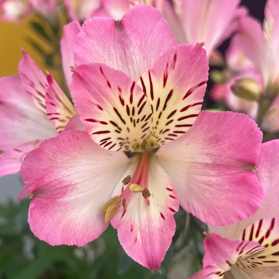 Alstroemeria Flower seeds for Planting Compact Growth Heirloom & GMO Free Seeds for Home Garden 
 
 Sale