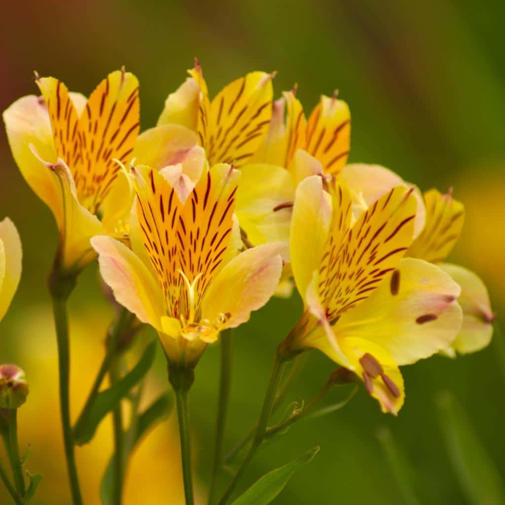 Yellow Alstroemeria Flower Seeds Planting