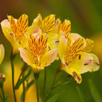 Yellow Alstroemeria Flower Seeds Planting