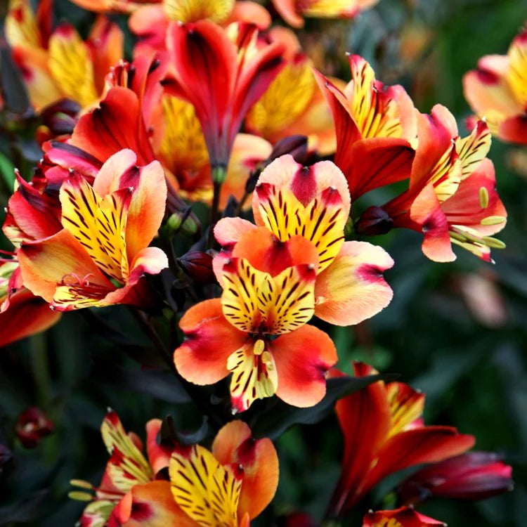 Pink Alstroemeria Flower seeds for Planting - Vibrant Colors, Heirloom & GMO Free Seeds for Home Garden