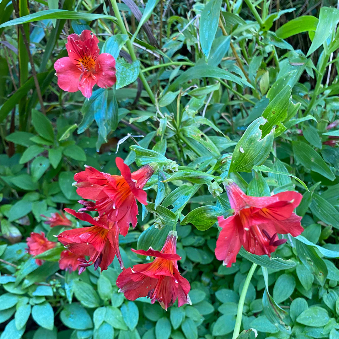 Red Alstroemeria Psittacina Flower Seeds for Planting - Vibrant Annual Blooms