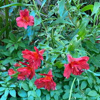 Red Alstroemeria Psittacina Flower Seeds for Planting - Vibrant Annual Blooms