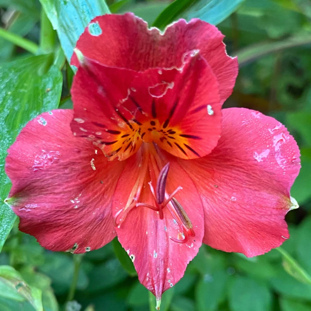 Red Alstroemeria Psittacina Flower Seeds for Planting - Vibrant Annual Blooms