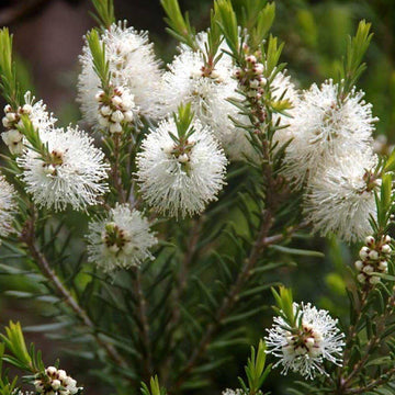 Alternifolia flower seeds for vibrant garden blooms
