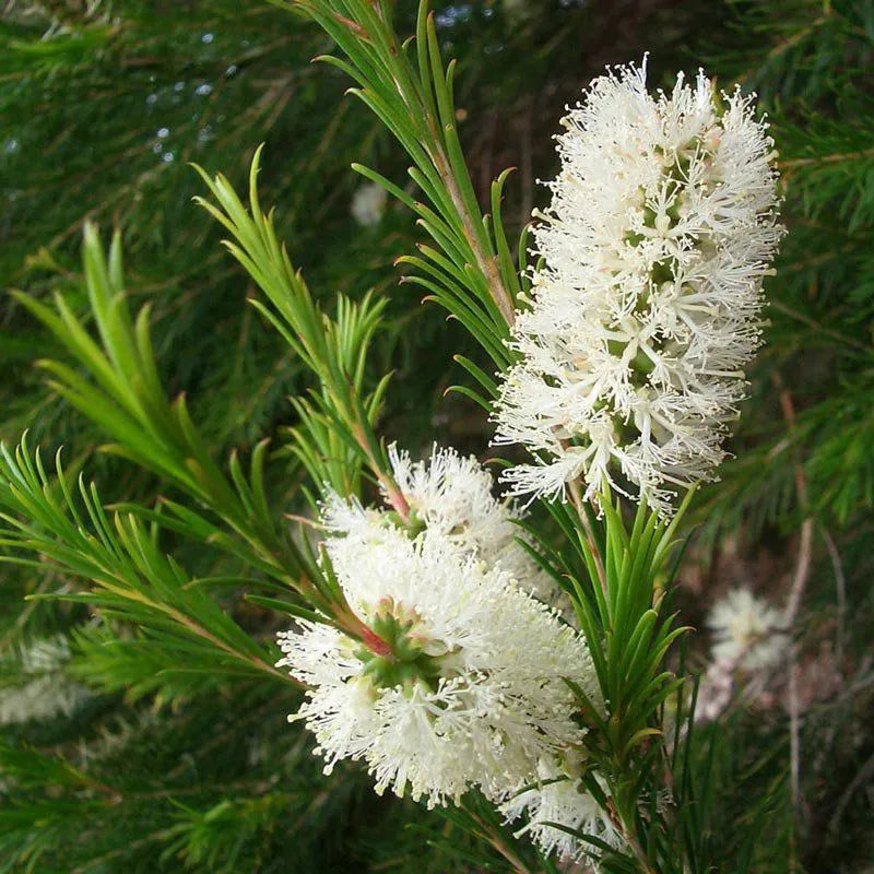 Bright Alternifolia seeds for long-lasting flowering
