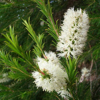 Bright Alternifolia seeds for long-lasting flowering

