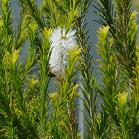 Alternifolia seeds for borders and garden beds
