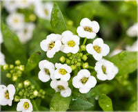 White Snow Flower seeds for Planting Colorful Display Heirloom & GMO Free Seeds for Home Garden 
 
 Sale