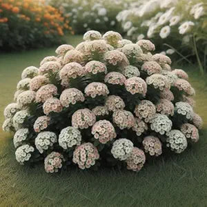 Alyssum Aphrodite Seeds for Planting