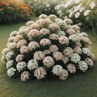 Alyssum Aphrodite Seeds for Planting