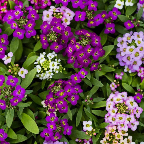 Alyssum Easter Bonnet Violet Seeds for Fragrant Violet Flowers