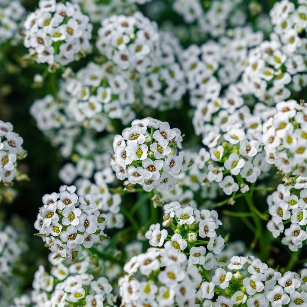 Lobularia Flower seeds for Planting Shade Tolerant Heirloom & GMO Free Seeds for Home Garden
