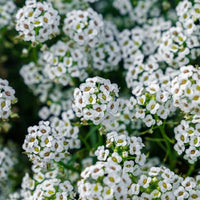 Lobularia Flower seeds for Planting Shade Tolerant Heirloom & GMO Free Seeds for Home Garden