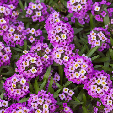 Alyssum Ground Cover Flower seeds for Planting, Easy to Grow Heirloom & GMO Free Seeds for Home Garden