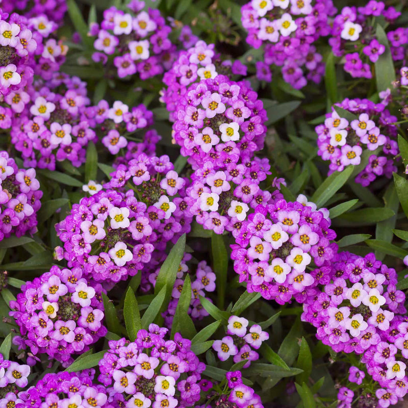 Alyssum Ground Cover Flower seeds for Planting, Easy to Grow Heirloom & GMO Free Seeds for Home Garden