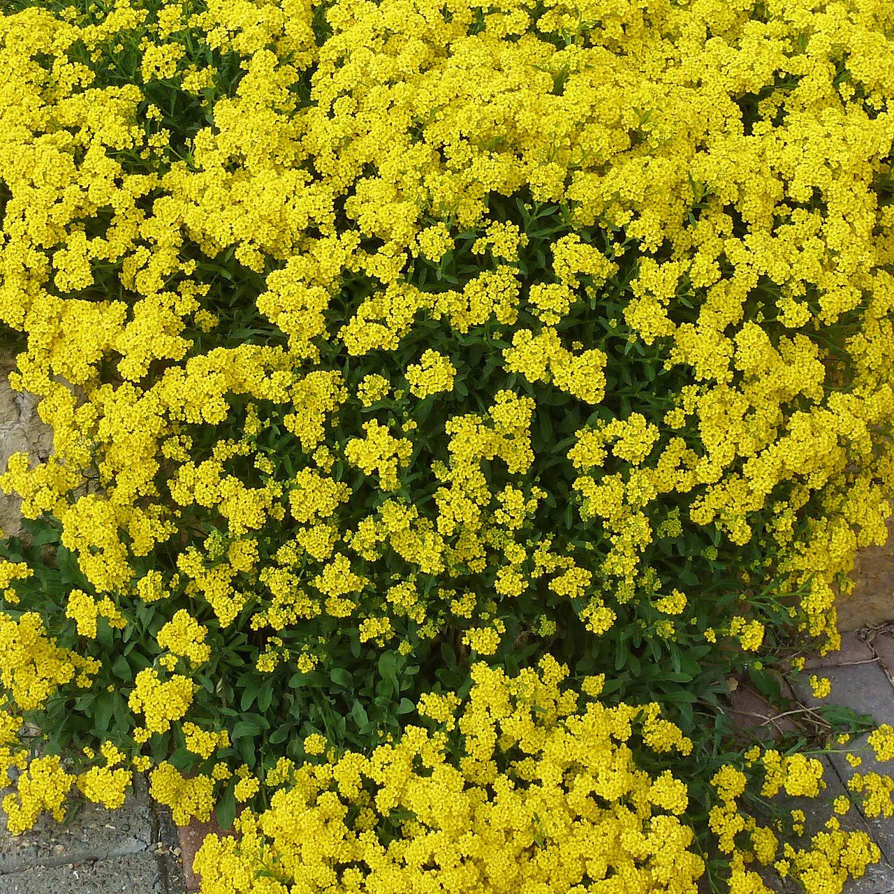 Yellow Rock Cress Flower seeds for Planting Long Bloom Season Heirloom & GMO Free Seeds for Home Garden 
 
 Sale