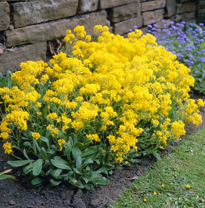 Yellow Aurinia Saxatilis Flower seeds for Planting - Drought Tolerant, Heirloom & GMO Free Seeds for Home Garden