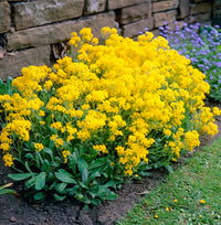 Yellow Aurinia Saxatilis Flower seeds for Planting - Drought Tolerant, Heirloom & GMO Free Seeds for Home Garden