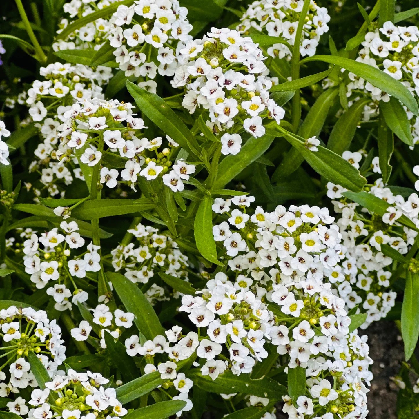 Tiny Tim Alyssum Flower seeds for Planting Low Maintenance Heirloom & GMO Free Seeds for Home Garden