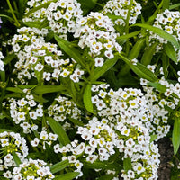 Tiny Tim Alyssum Flower seeds for Planting Low Maintenance Heirloom & GMO Free Seeds for Home Garden