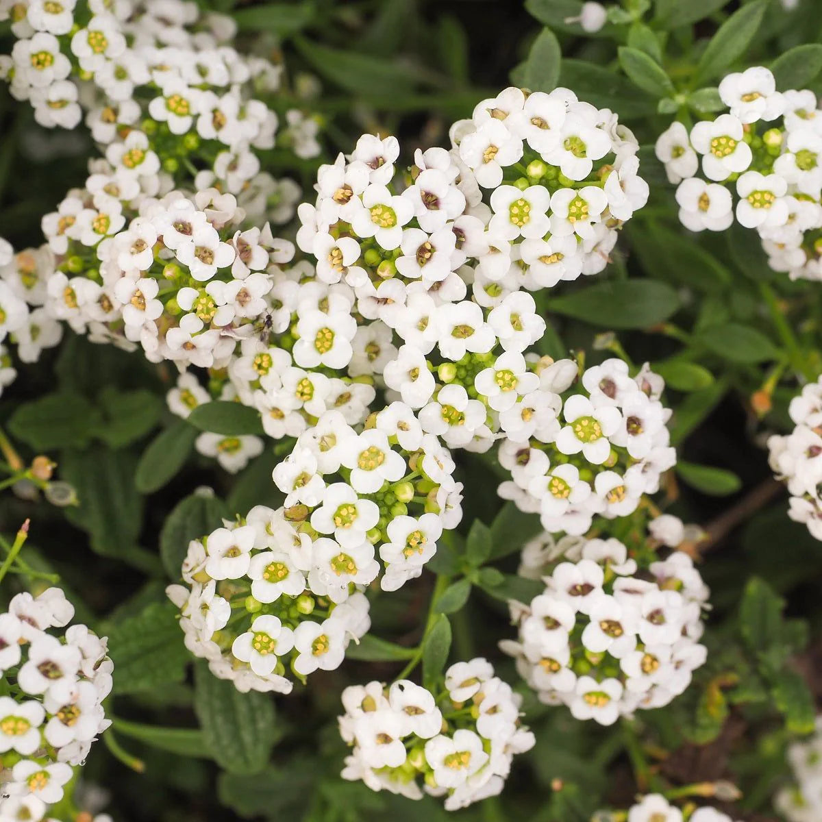 Tiny Tim Alyssum Flower seeds for Planting Low Maintenance Heirloom & GMO Free Seeds for Home Garden