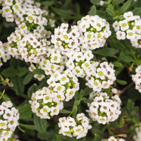 Tiny Tim Alyssum Flower seeds for Planting Low Maintenance Heirloom & GMO Free Seeds for Home Garden