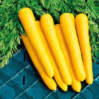 Amarillo Vegetable Seeds Planting and Growing Guide