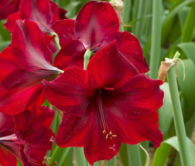 Burgundy Amaryllis Flower seeds for Planting Cottage Garden Essential Heirloom & GMO Free Seeds for Home Garden