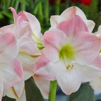 Light Pink Hippeastrum Flower seeds for Planting - Bright Blooms, Heirloom & GMO Free Seeds for Home Garden
 
 Sale for planting in home garden