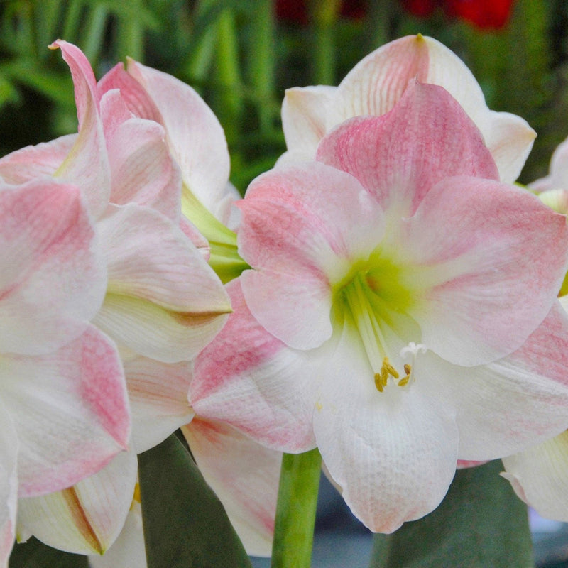 Light Pink Hippeastrum Flower seeds for Planting - Bright Blooms, Heirloom & GMO Free Seeds for Home Garden
 
 Sale for planting in home garden