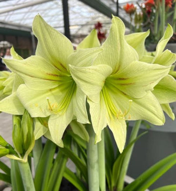 Pale Green Amaryllis Flower Seeds for Planting Premium Quality Heirloom & GMO Free Seeds for Home Garden
 
 Sale