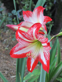 Light Red White Amaryllis Flower Seeds for Planting Fragrant Blossoms Heirloom & GMO Free Seeds for Home Garden
 
 Sale